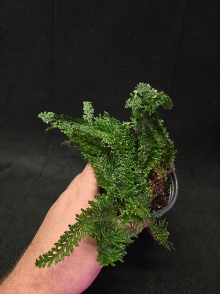 Selaginella Amazonica #08