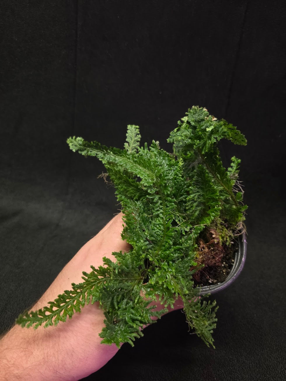 Selaginella Amazonica #08