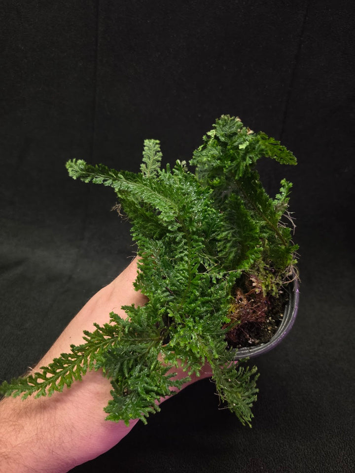 Selaginella Amazonica #08