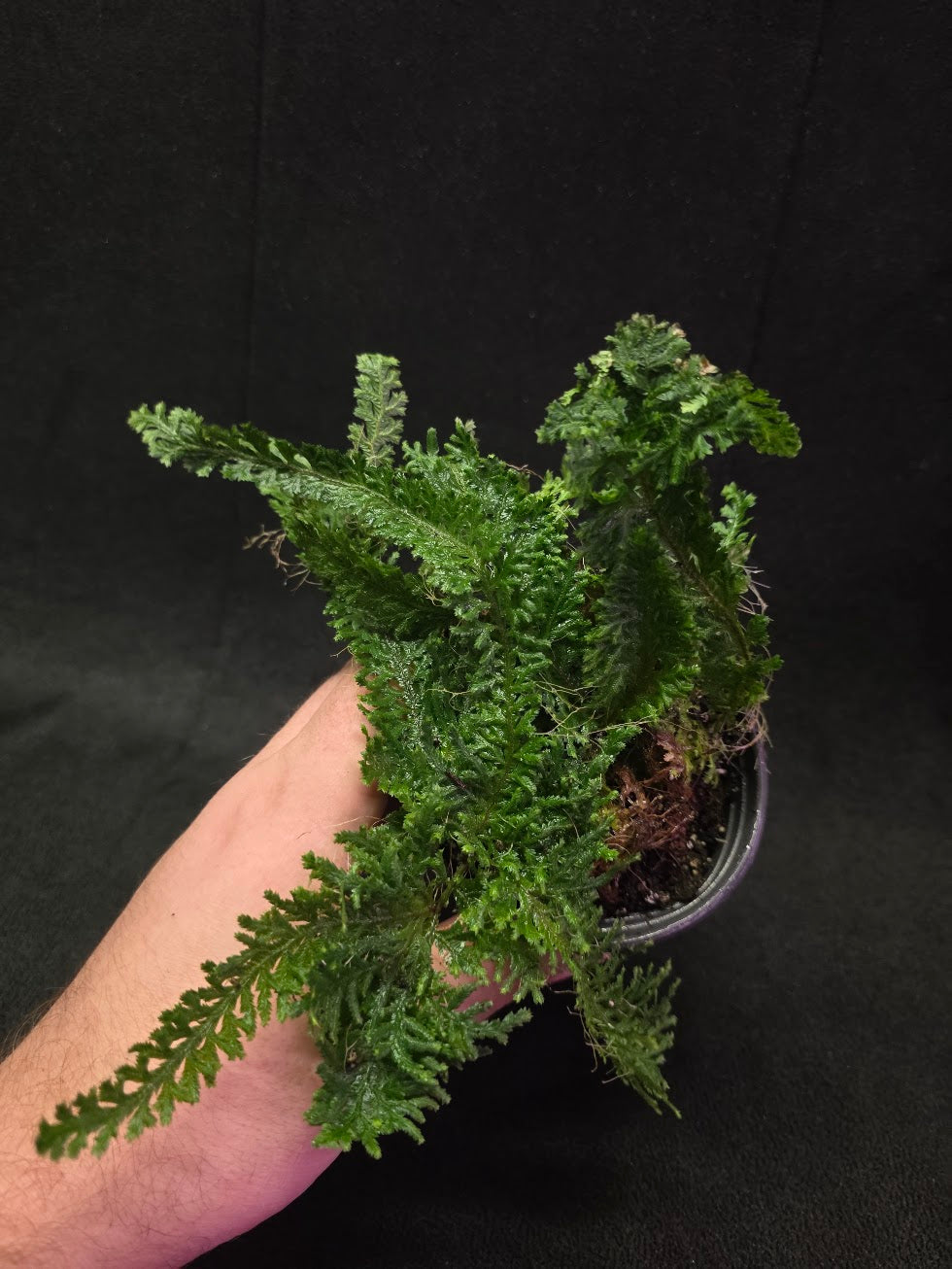 Selaginella Amazonica #08