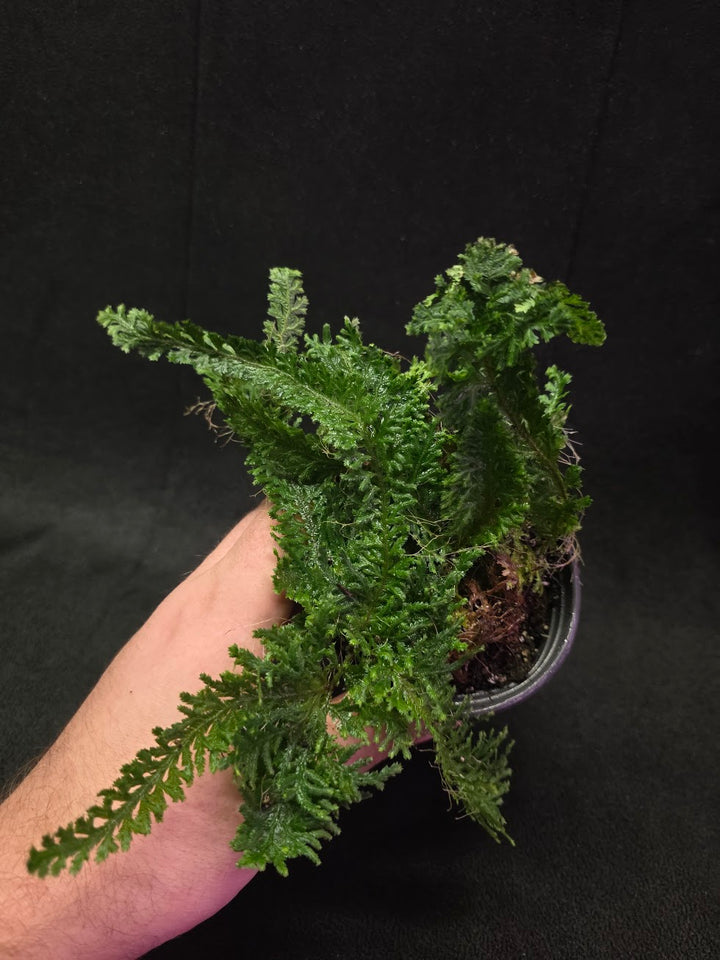 Selaginella Amazonica #08