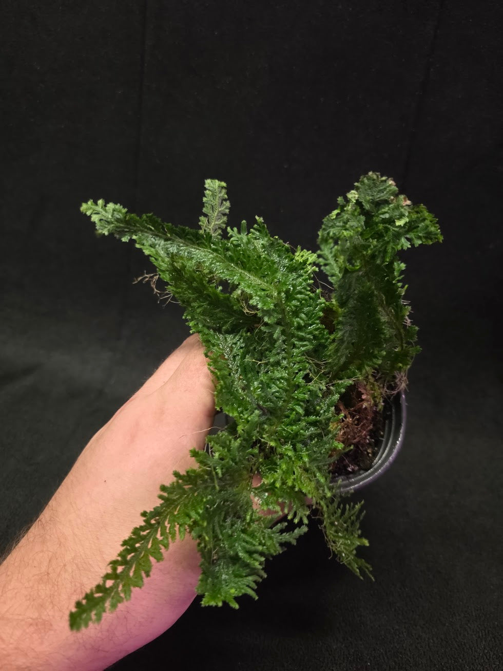 Selaginella Amazonica #08