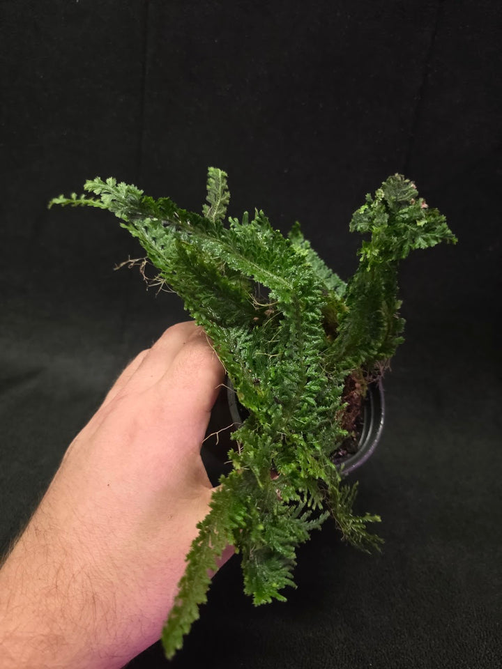 Selaginella Amazonica #08