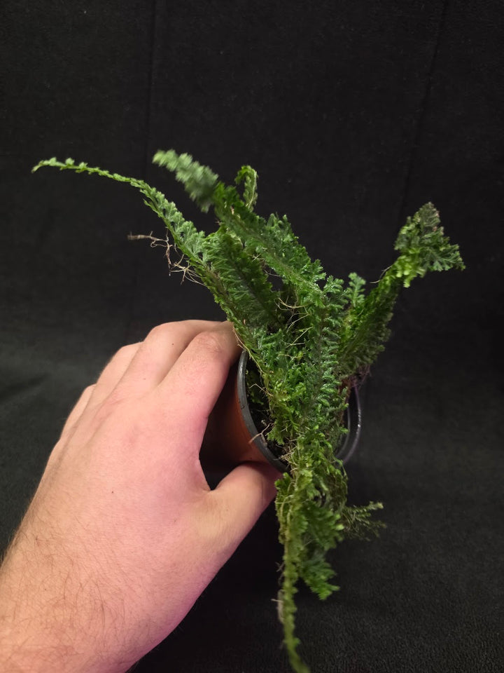 Selaginella Amazonica #08
