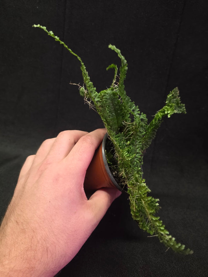 Selaginella Amazonica #08