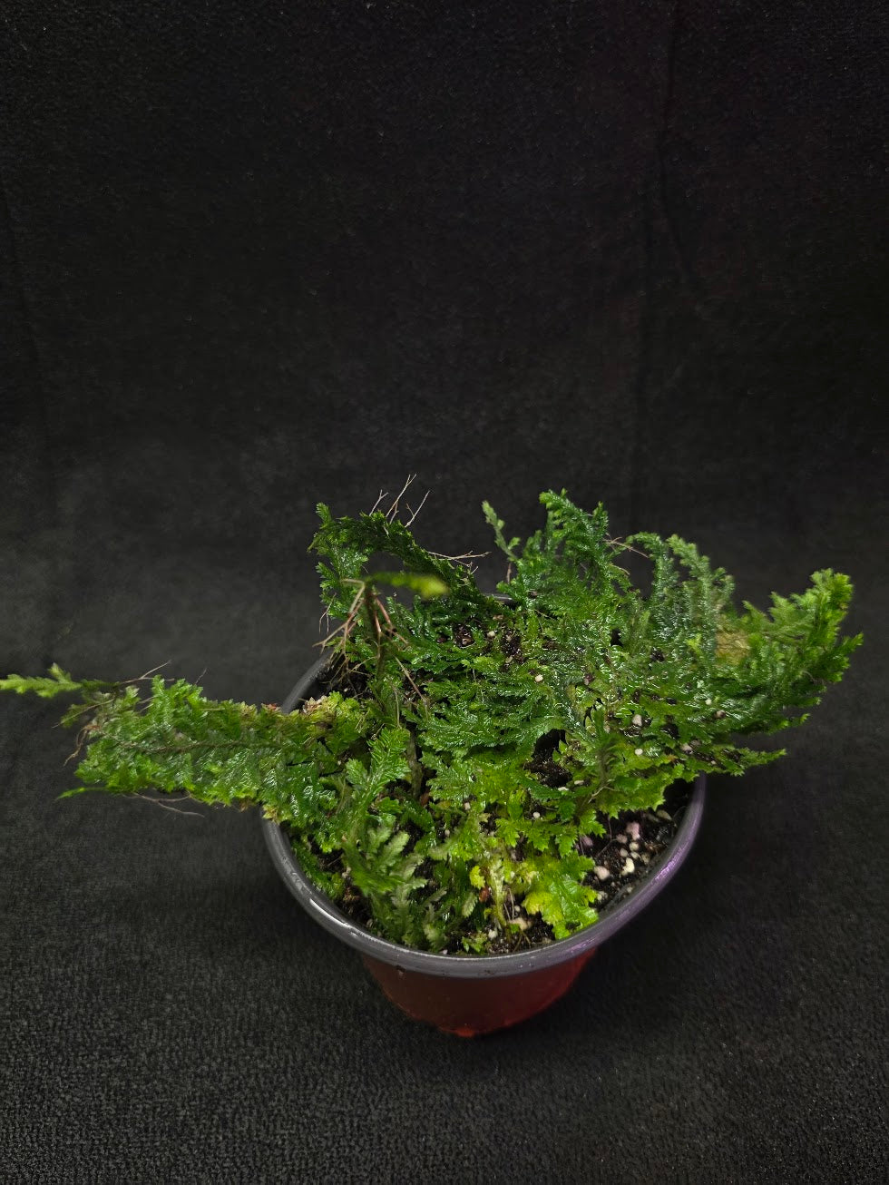Selaginella Amazonica #09