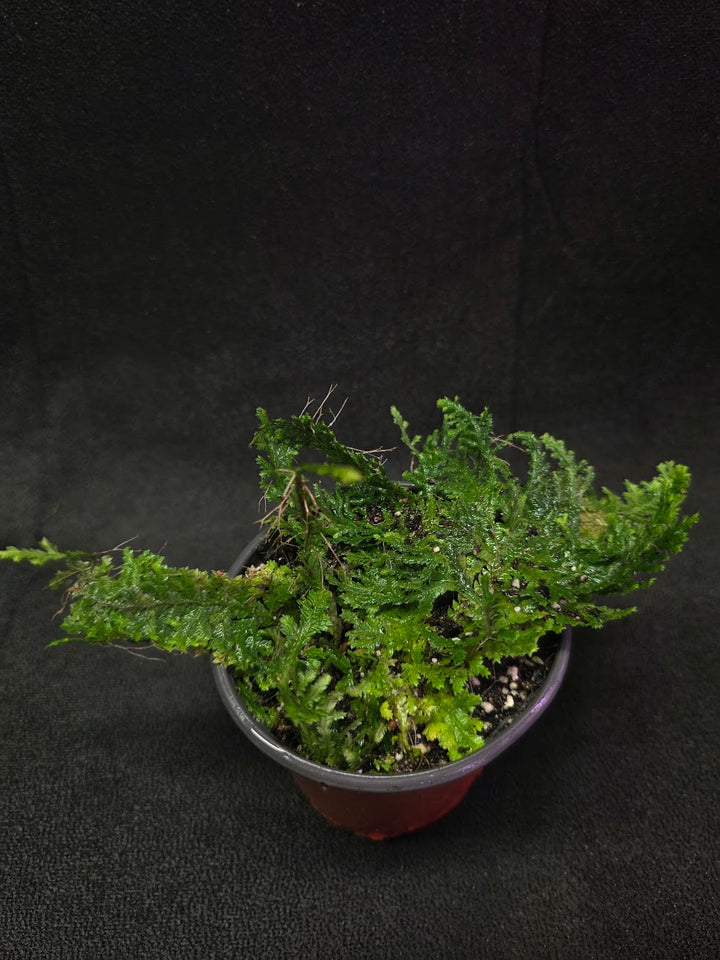 Selaginella Amazonica #09