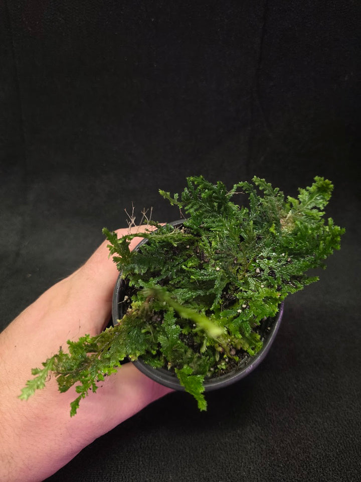 Selaginella Amazonica #09