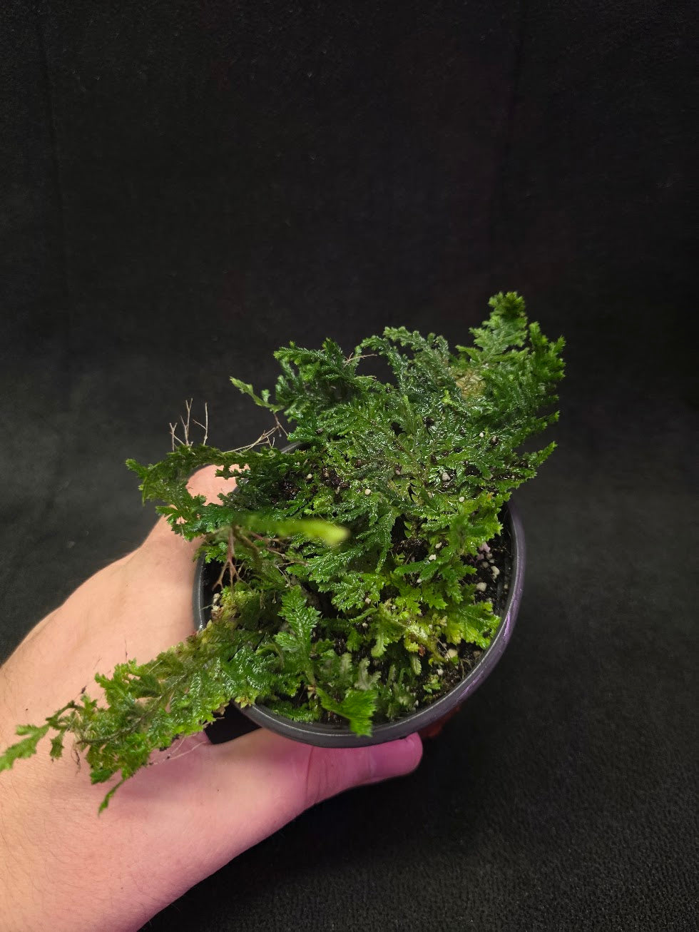 Selaginella Amazonica #09