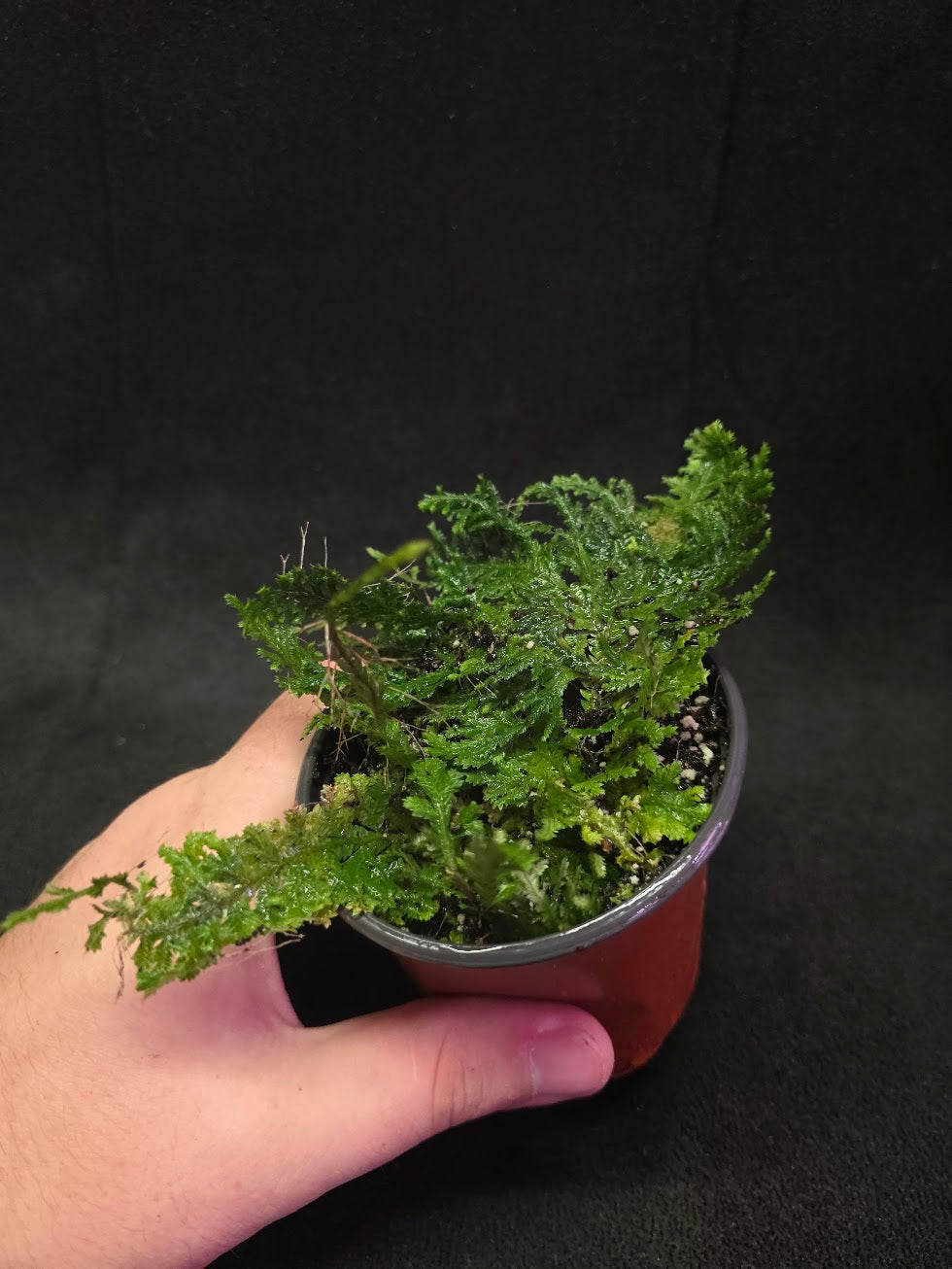Selaginella Amazonica #09