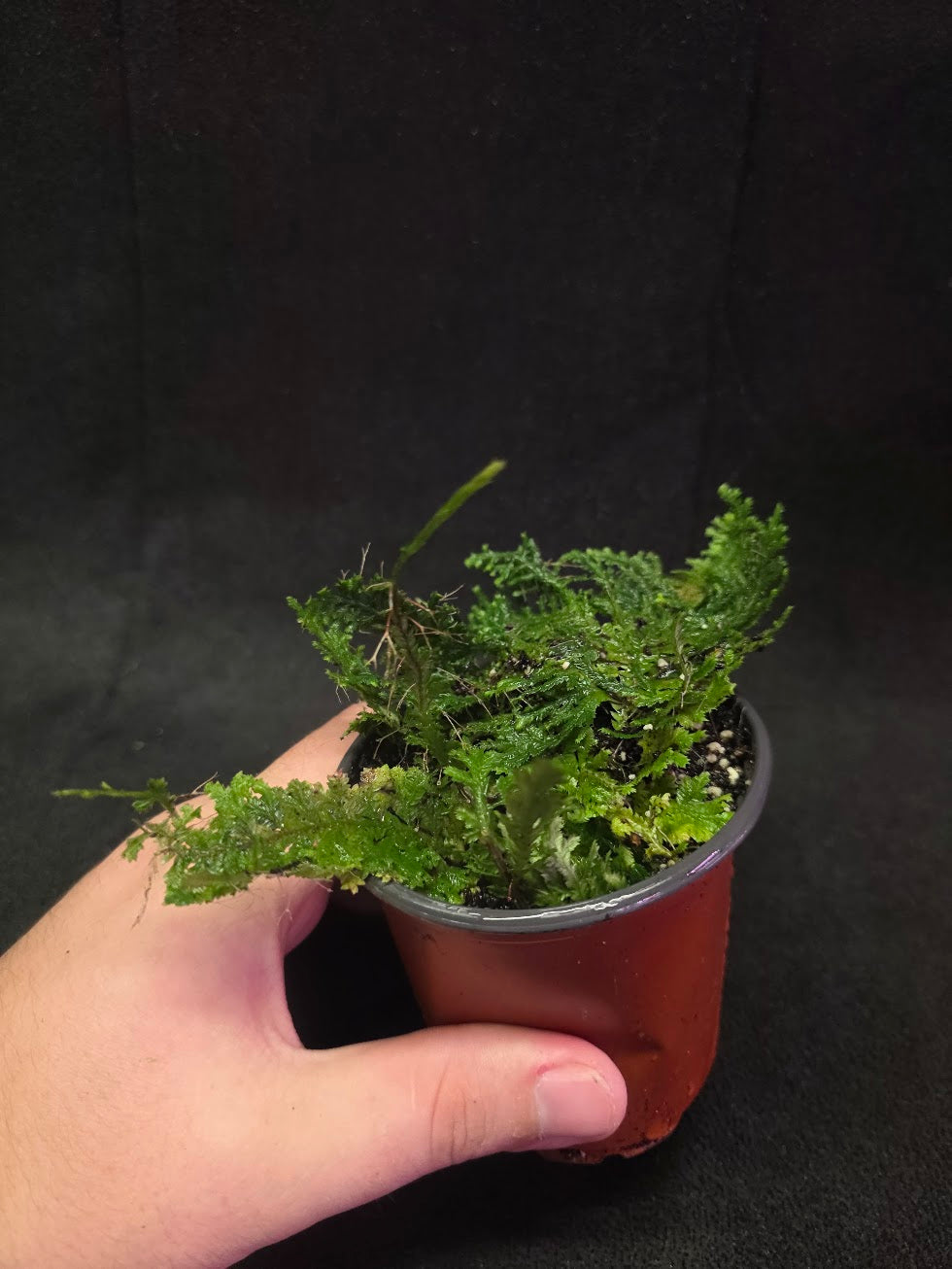 Selaginella Amazonica #09