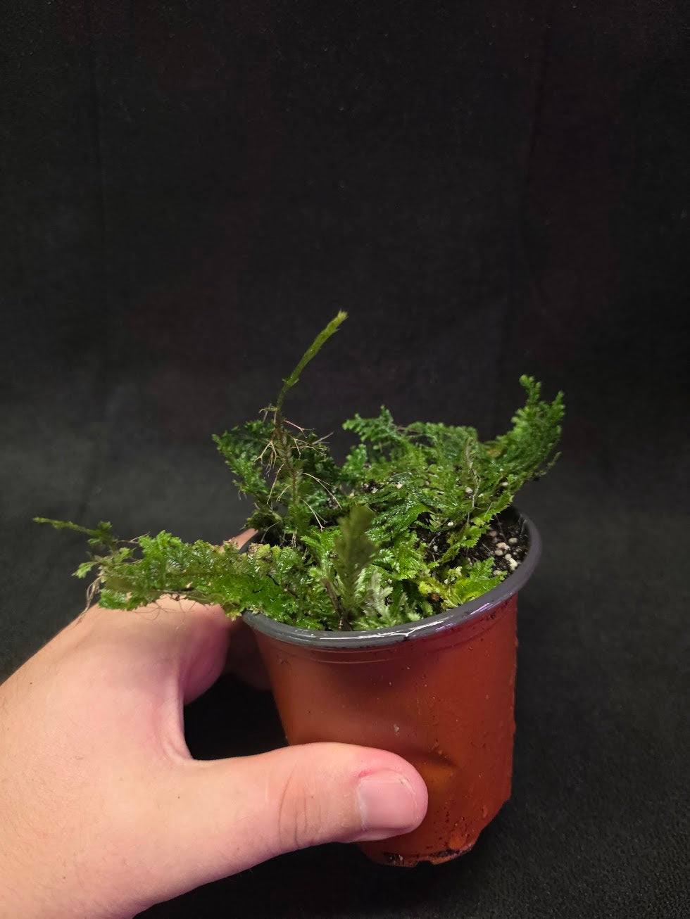Selaginella Amazonica #09