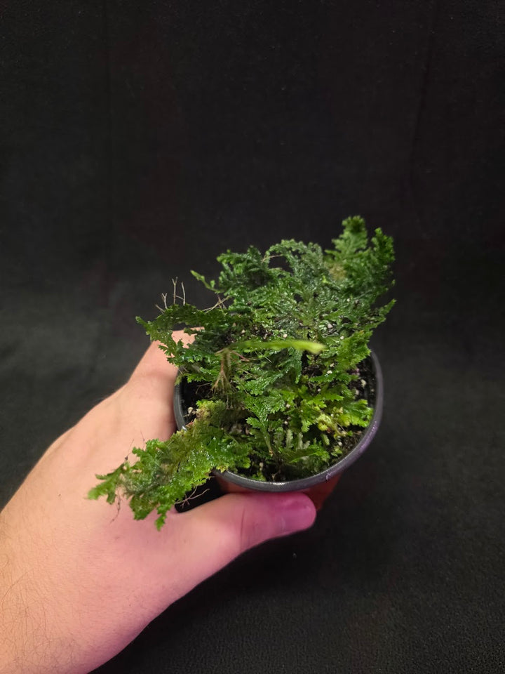 Selaginella Amazonica #09
