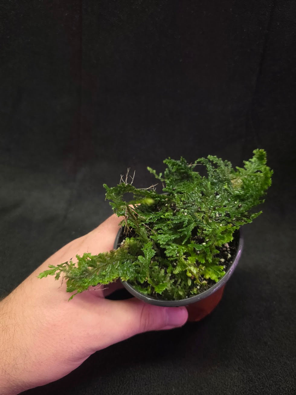 Selaginella Amazonica #09