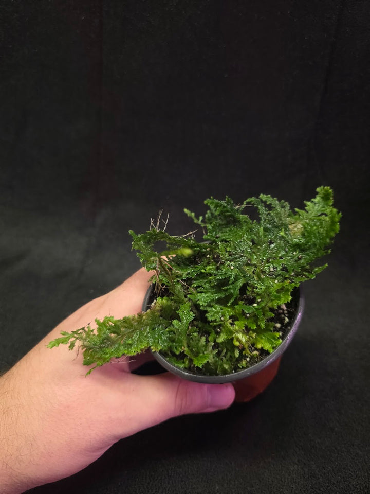 Selaginella Amazonica #09