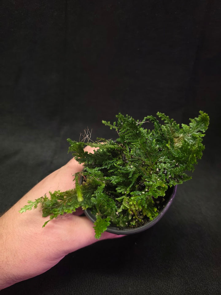 Selaginella Amazonica #09