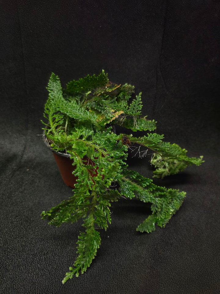 Selaginella Amazonica #10