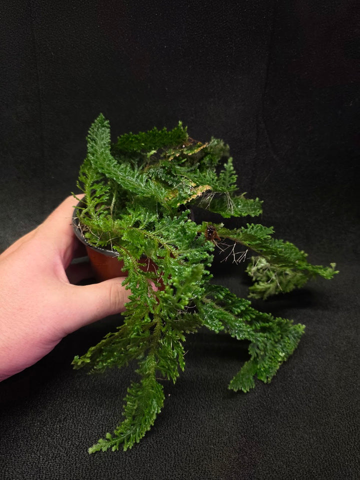 Selaginella Amazonica #10