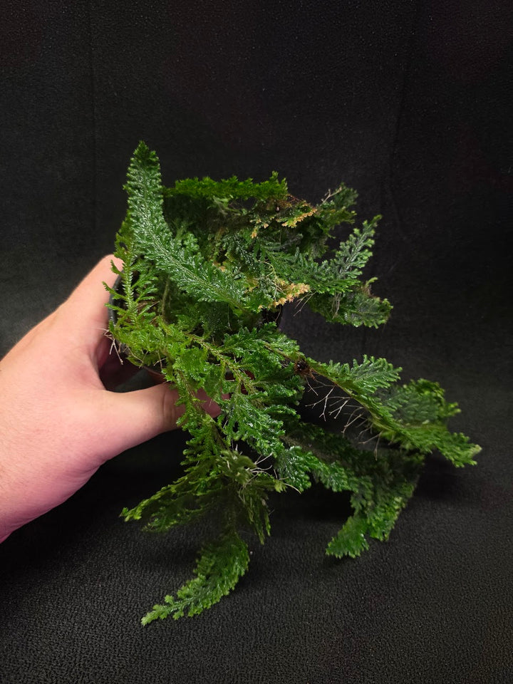 Selaginella Amazonica #10