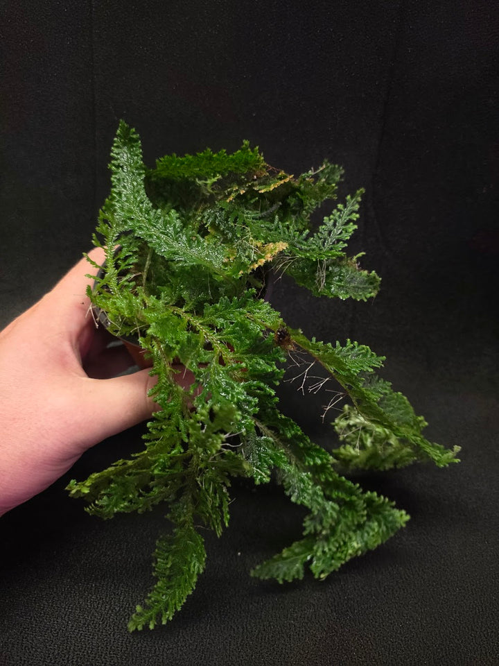 Selaginella Amazonica #10