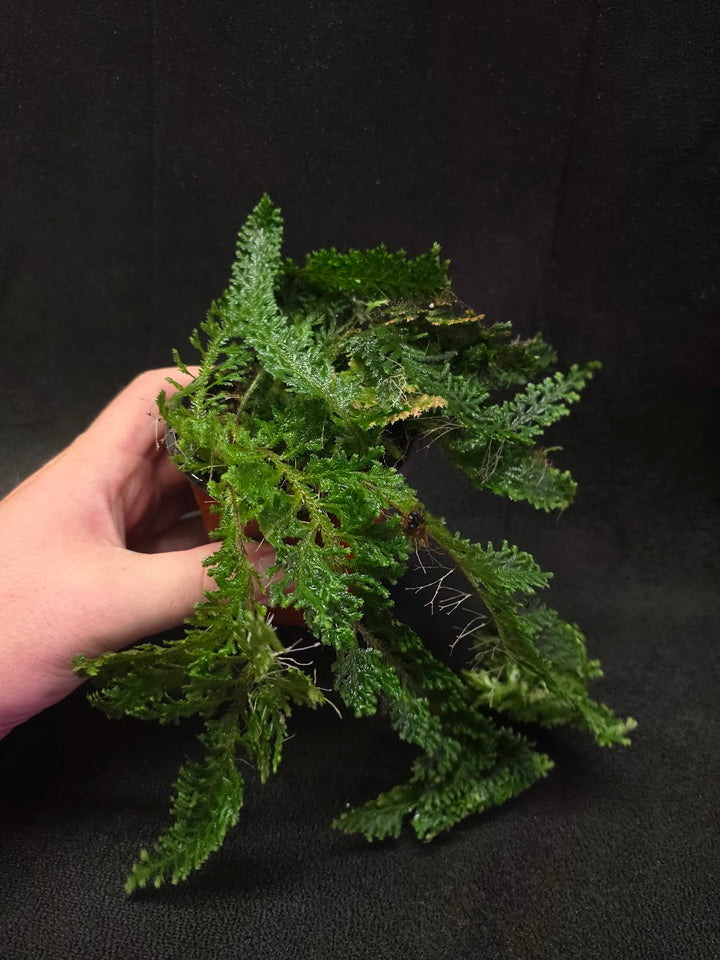 Selaginella Amazonica #10