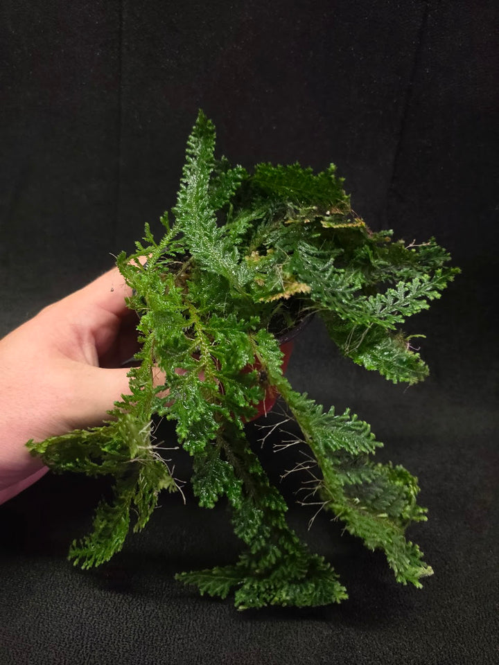Selaginella Amazonica #10