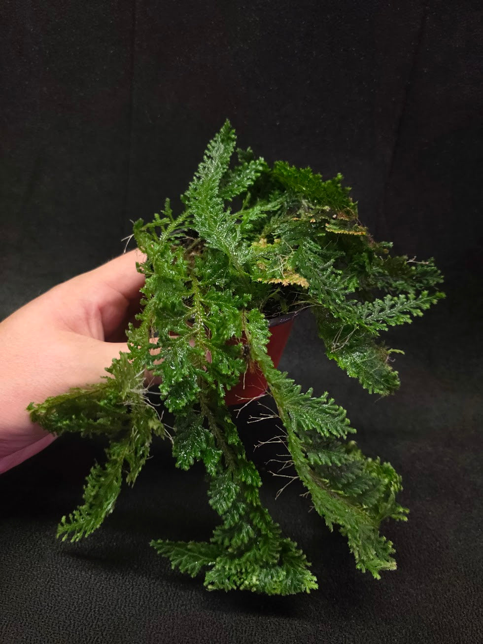 Selaginella Amazonica #10