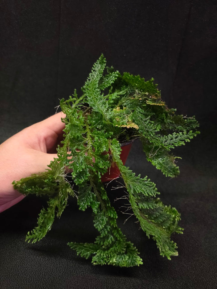 Selaginella Amazonica #10