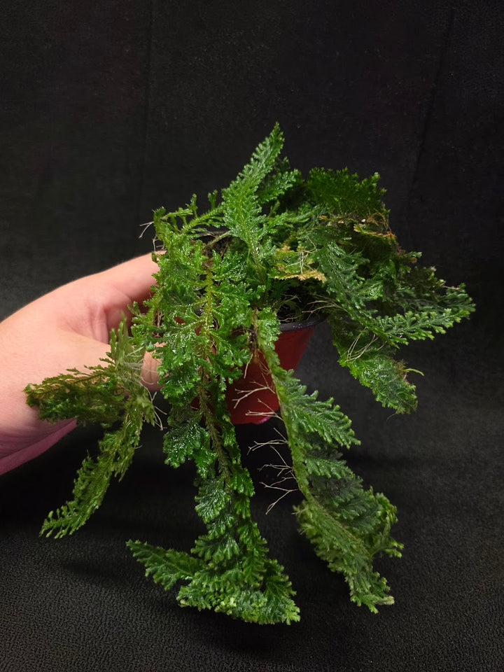 Selaginella Amazonica #10
