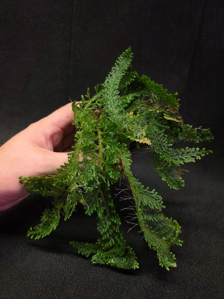 Selaginella Amazonica #10