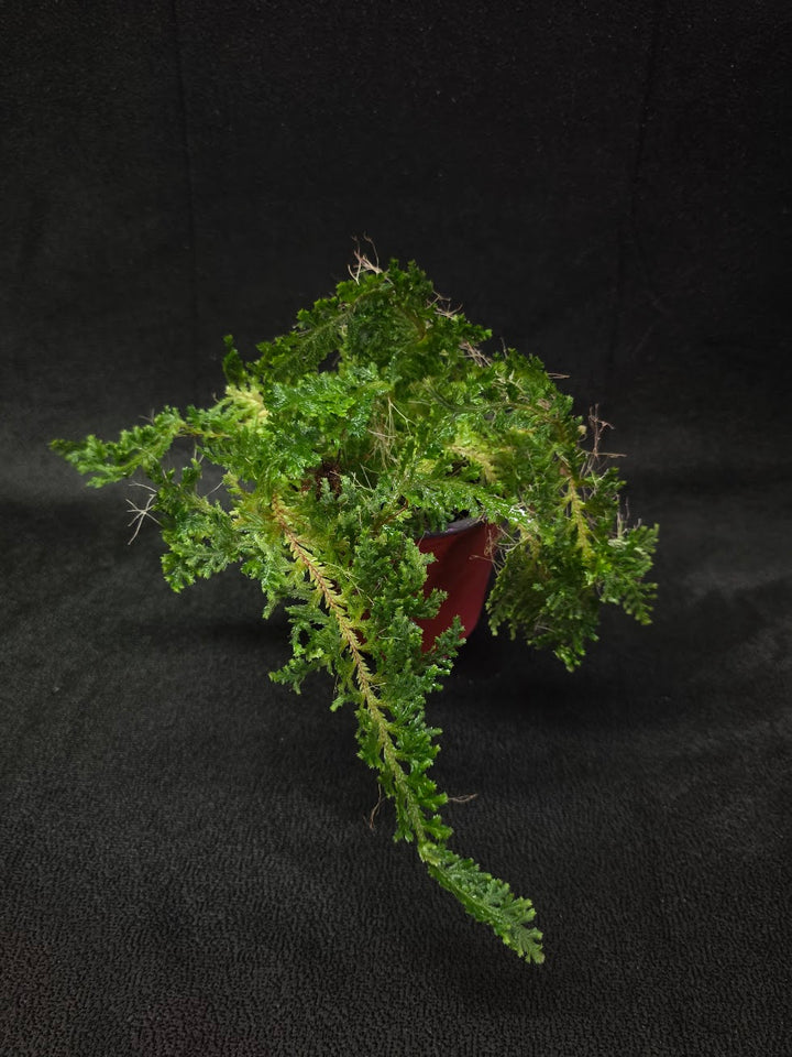 Selaginella Amazonica #12