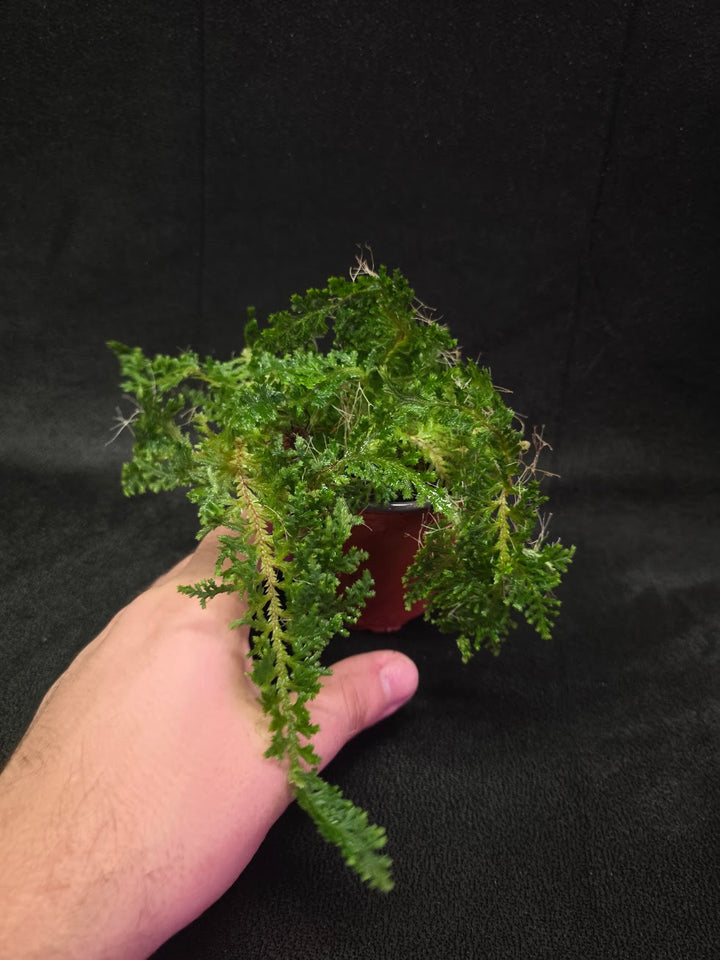 Selaginella Amazonica #12