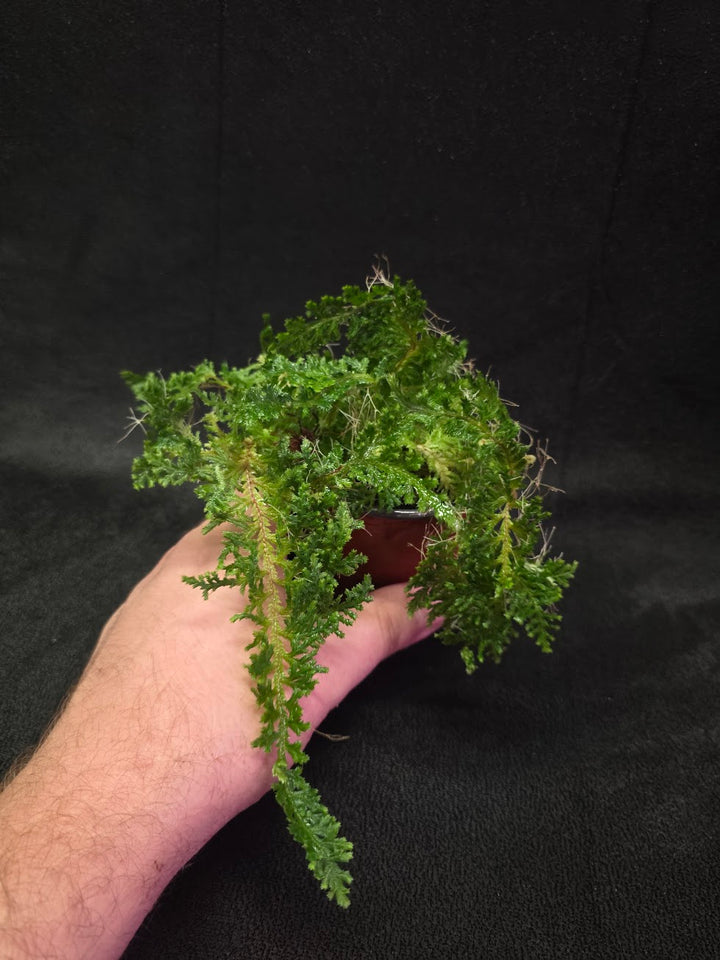 Selaginella Amazonica #12