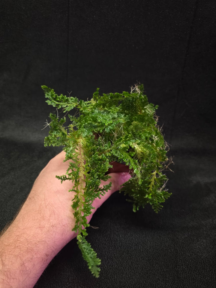 Selaginella Amazonica #12