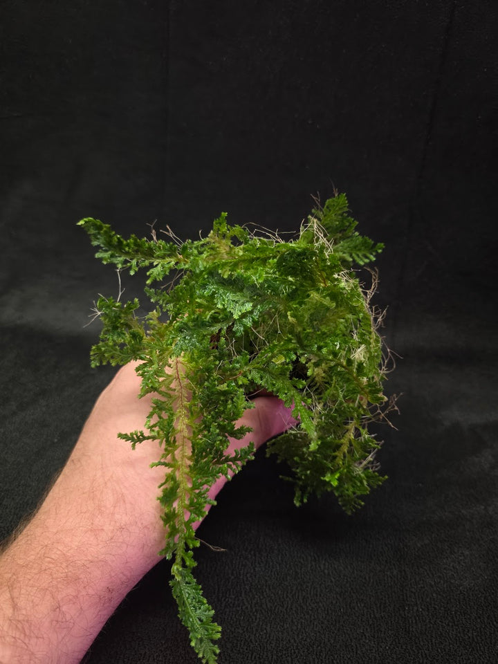 Selaginella Amazonica #12