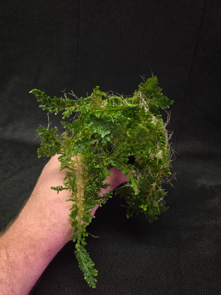 Selaginella Amazonica #12