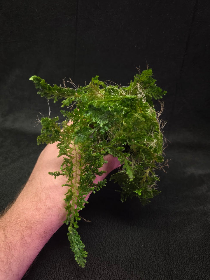 Selaginella Amazonica #12
