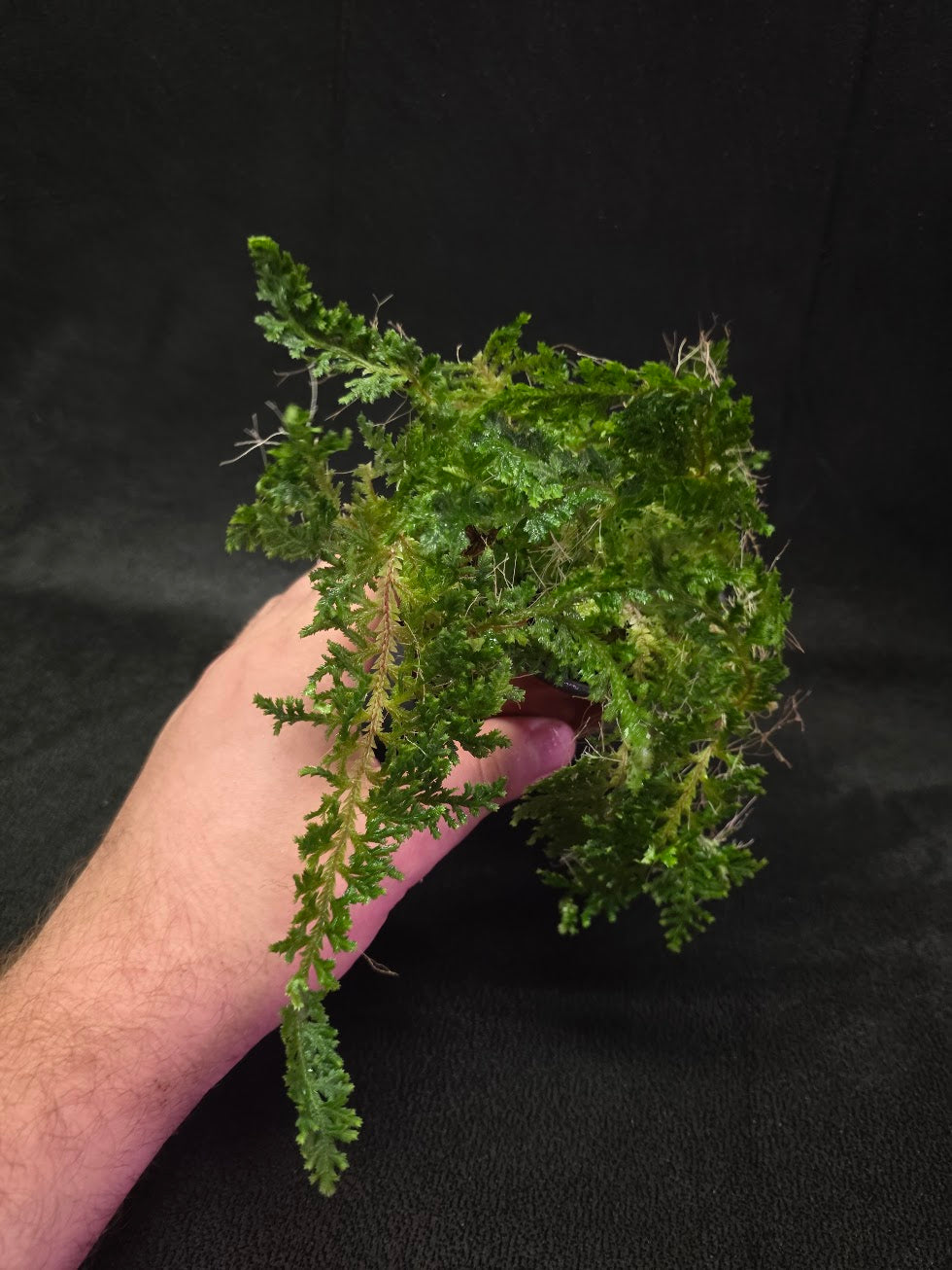 Selaginella Amazonica #12