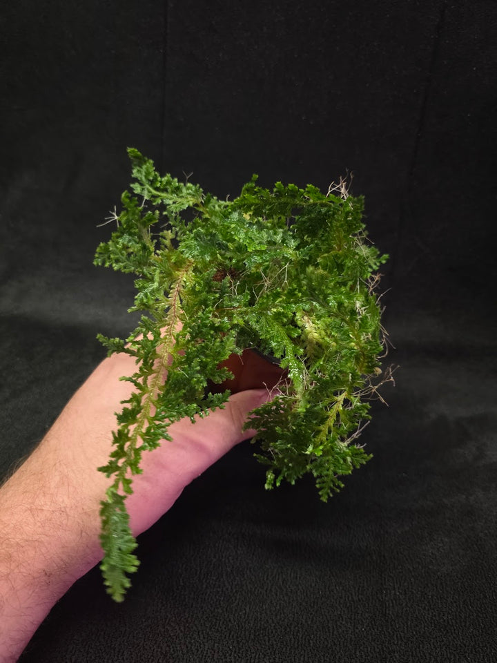 Selaginella Amazonica #12