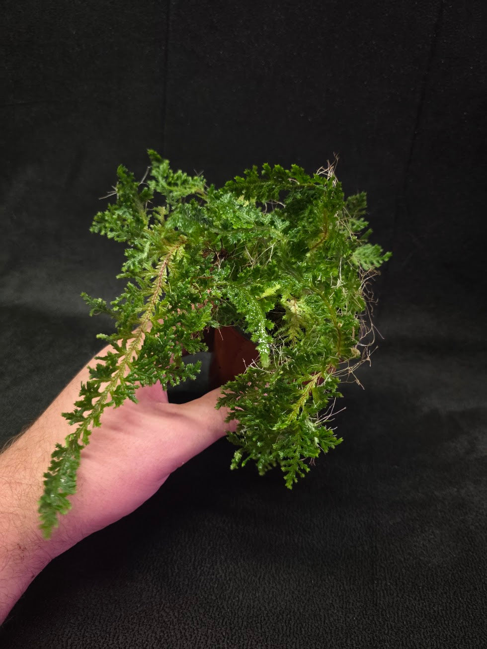 Selaginella Amazonica #12