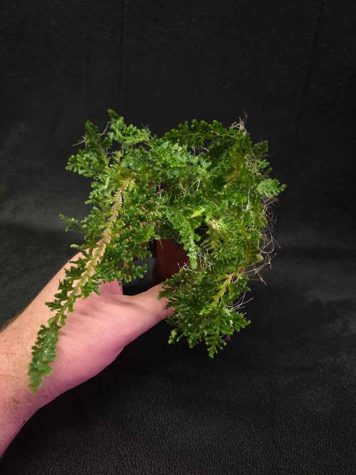 Selaginella Amazonica #12