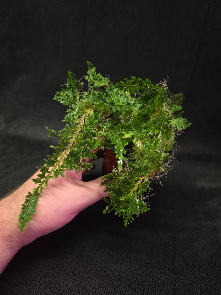 Selaginella Amazonica #12