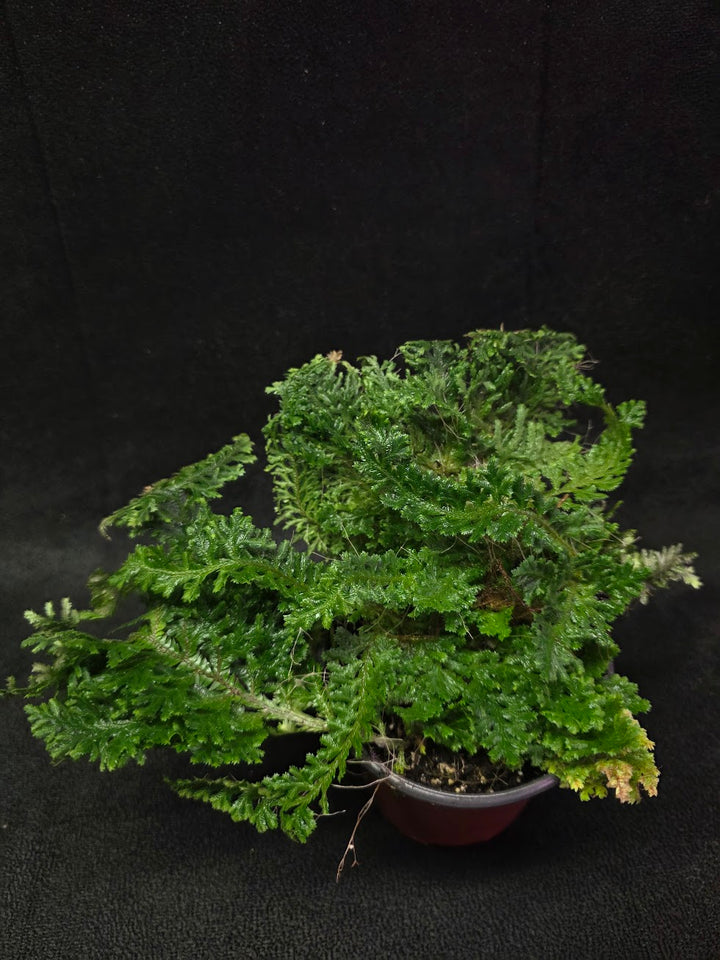 Selaginella Amazonica #13