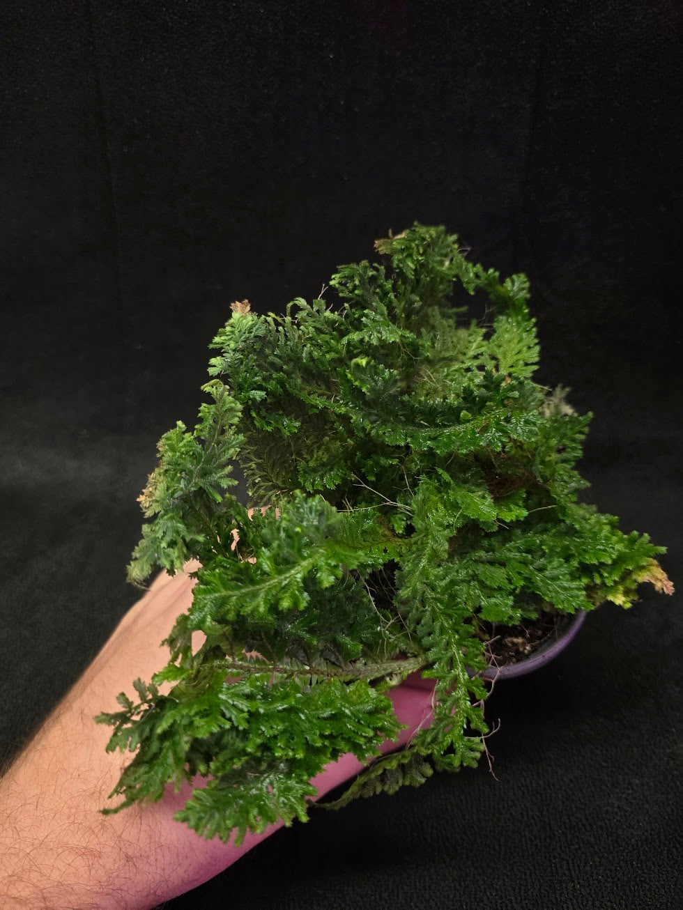 Selaginella Amazonica #13