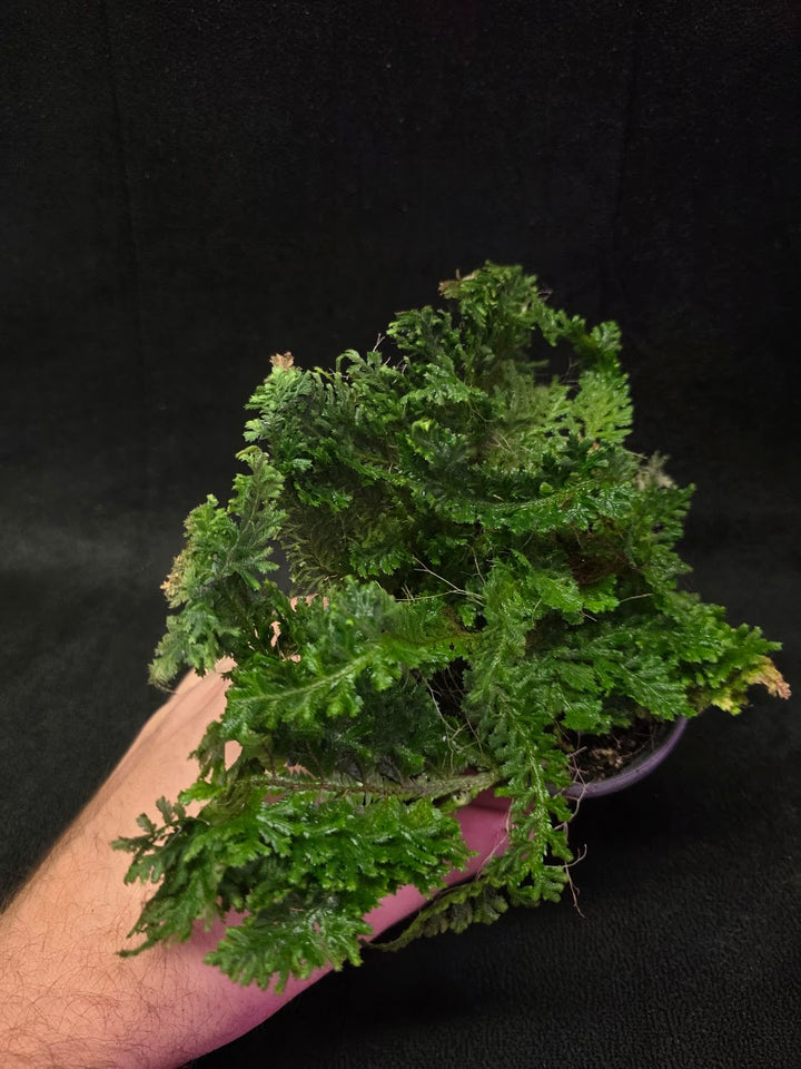 Selaginella Amazonica #13