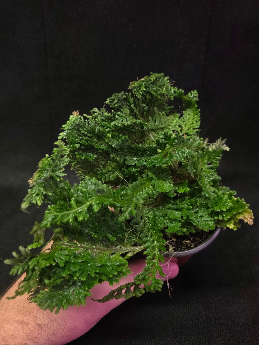 Selaginella Amazonica #13