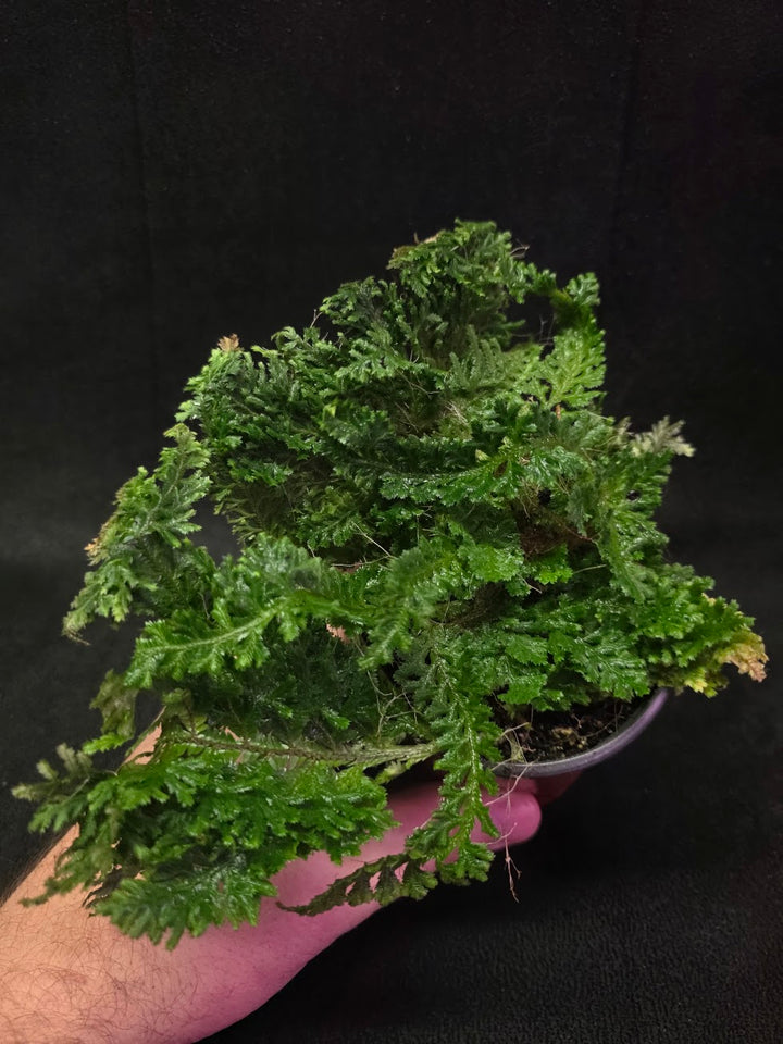 Selaginella Amazonica #13