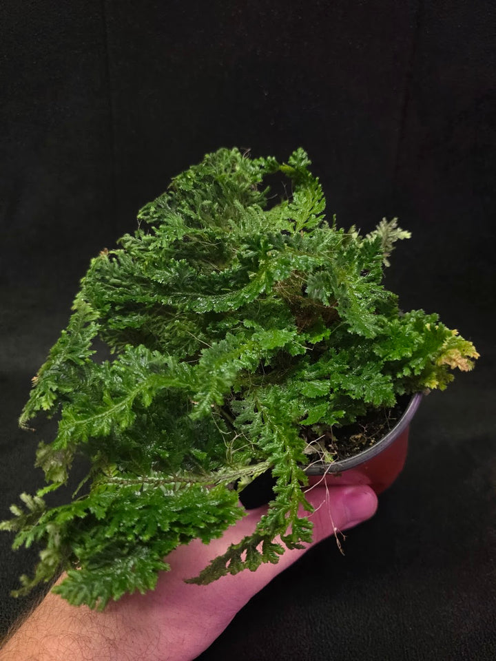 Selaginella Amazonica #13