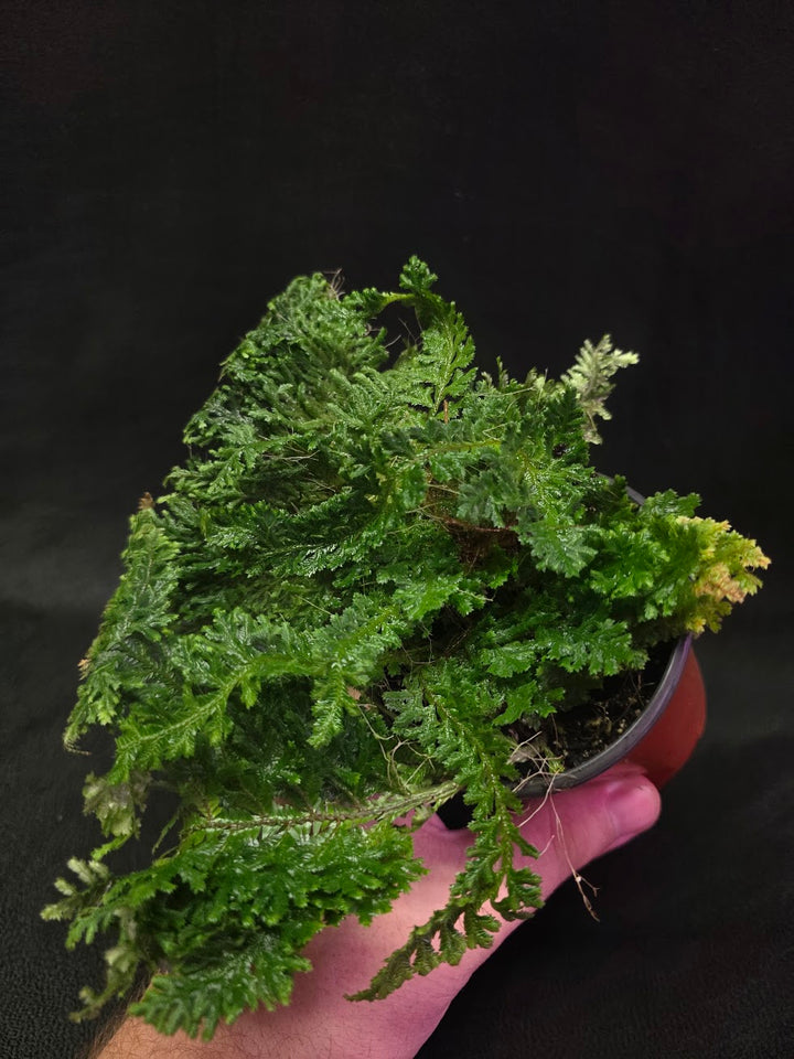 Selaginella Amazonica #13
