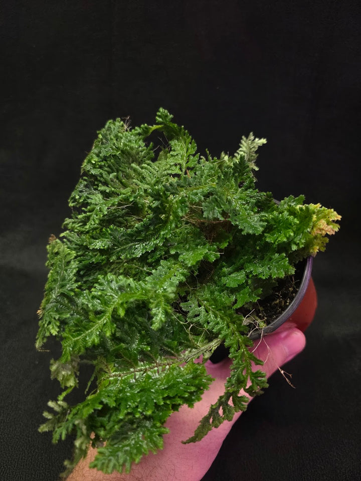 Selaginella Amazonica #13